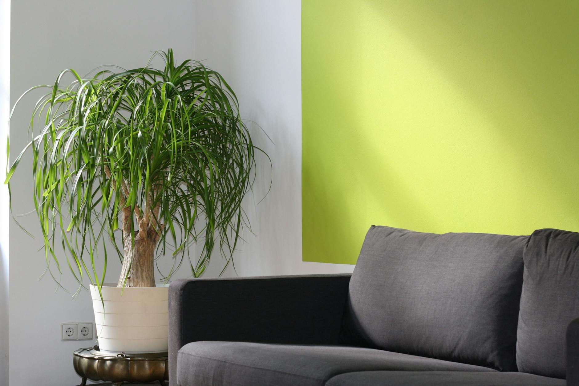 green leafed plant on pot beside sofa